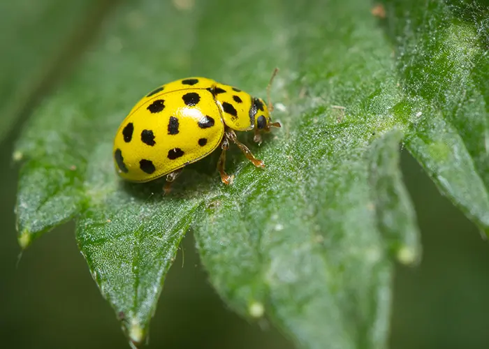 Coccinelle mycophage (Psyllobora vigintiduopunctata)