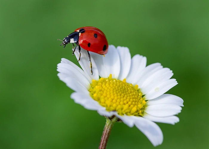 Coccinelles au jardin : aide efficacement à lutter contre les ravageurs comme les pucerons