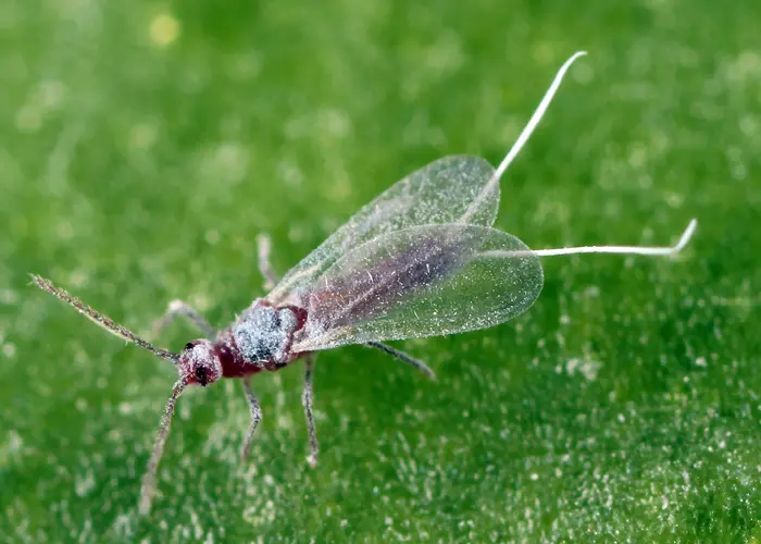 cochenille mâle