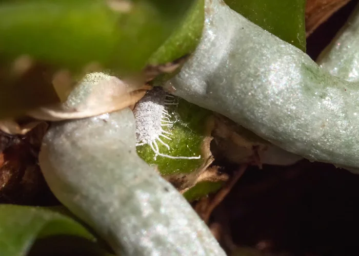 orchidée infectée par des cochenilles