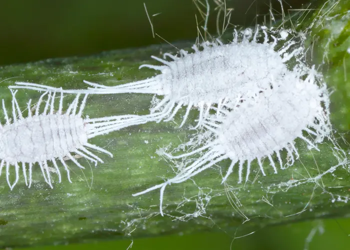 La cochenille farineuse - Insectes - Zone conseils - Pépinière