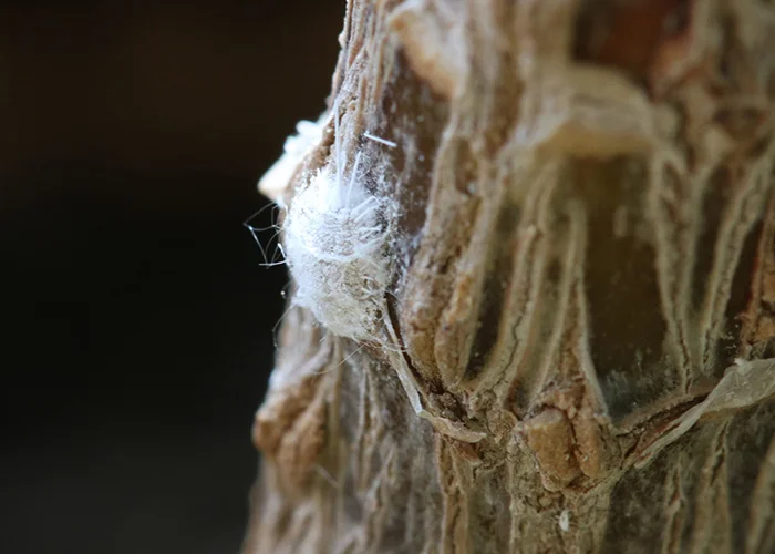 cochenilles sur la tige d'une plante tropicale