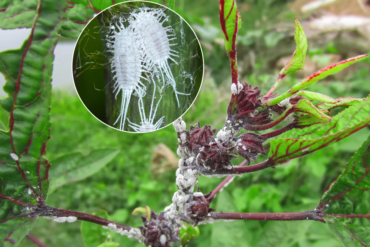 Comment Se Débarrasser des Cochenilles ? L'Astuce Radicale de Mon