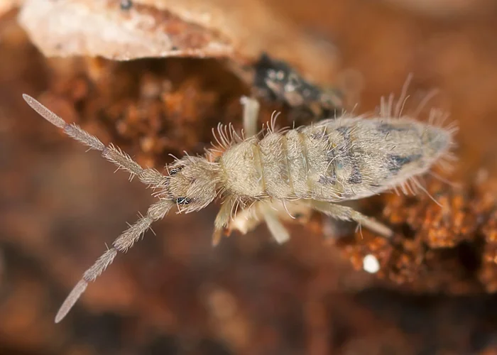 collembole dans compost