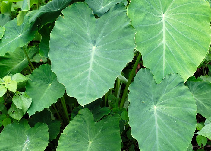 Colocasia : variété de plante tropicale à grandes feuilles