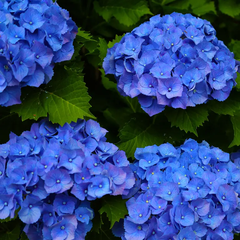 Les hortensias ont besoin de sulfate d'aluminium pour se colorer en bleu Les hortensias ont besoin de sulfate d'aluminium pour se colorer en bleu
