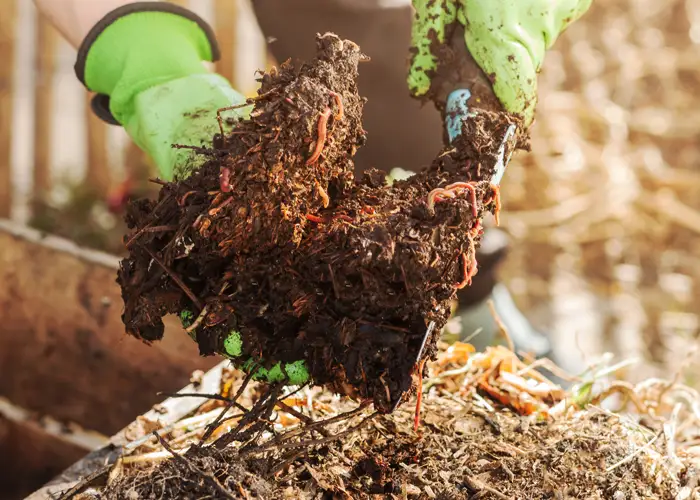 du compost permet de réchauffer une serre