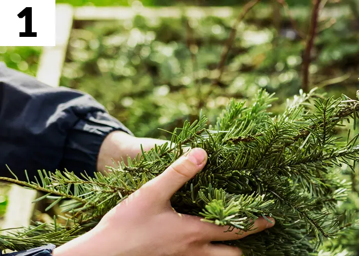 Tâche n°1 janvier au jardin : Compostez votre sapin de Noël