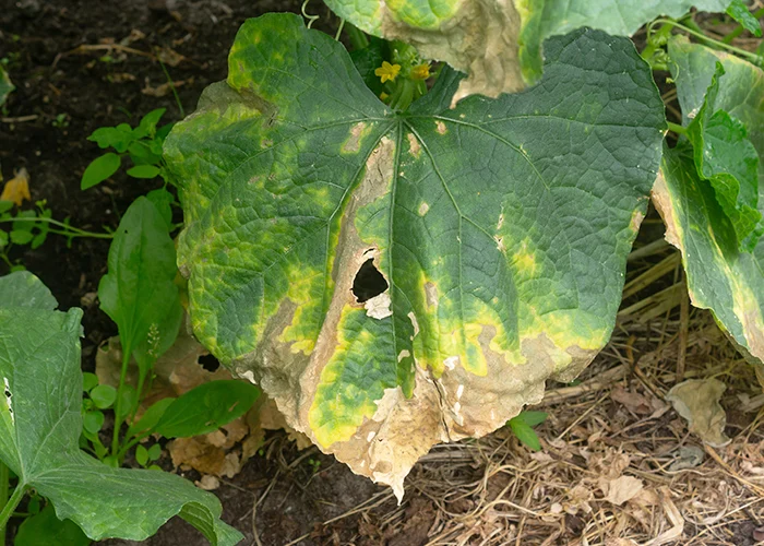 Sol épuisé et appauvri sous serre : maladie du concombre et manque de phosphore visible sur les feuilles.