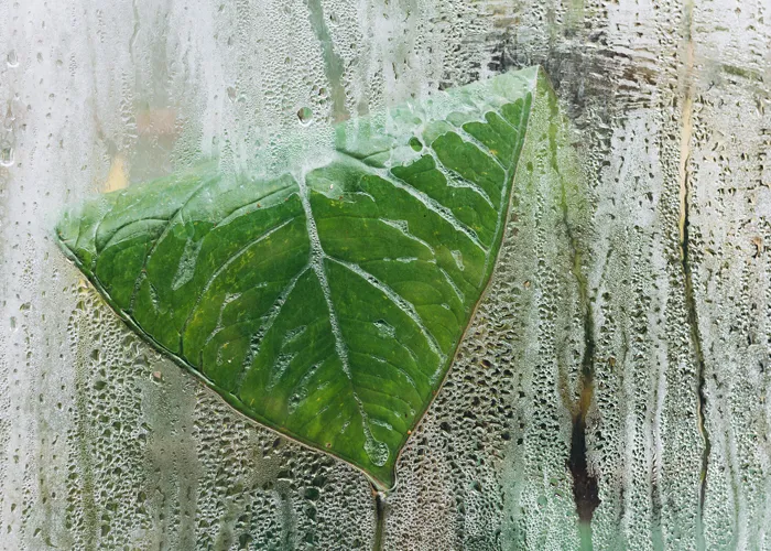 condensation sur bâche de serre