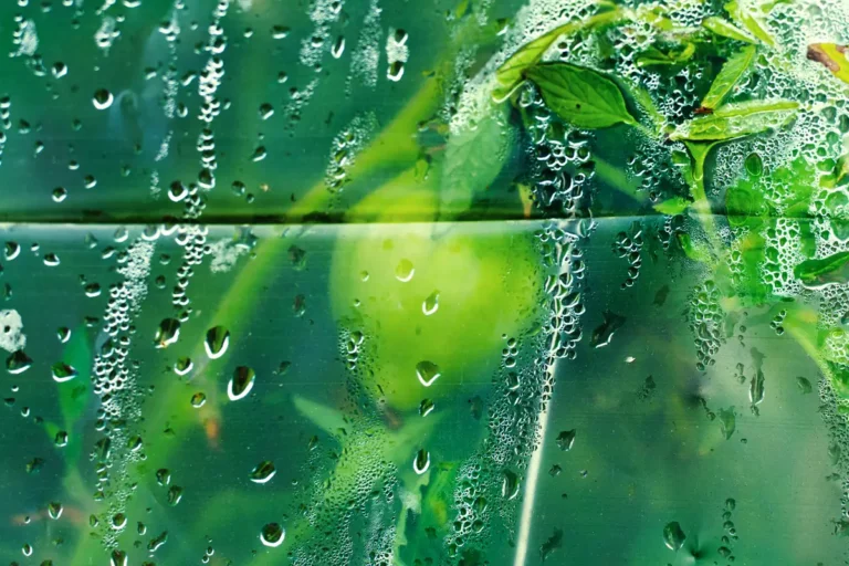 éviter la condensation sous serre de jardin