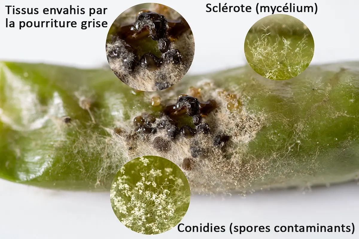 Détails des conidies, sclérotes, spores et mycélium de Botrytis cinerea