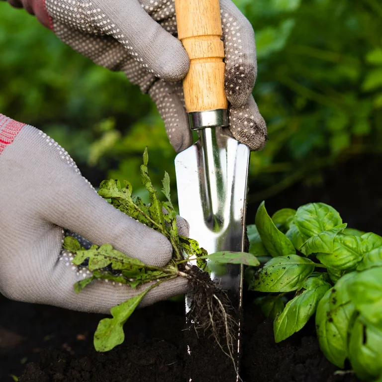 En juin, les mauvaises herbes sont en plein boom, n'oubliez pas de désherber En juin, les mauvaises herbes sont en plein boom, n'oubliez pas de désherber