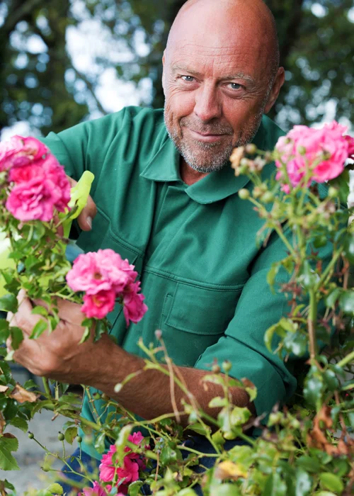 Conseils d'entretien des rosiers au mois de juin Conseils d'entretien des rosiers au mois de juin
