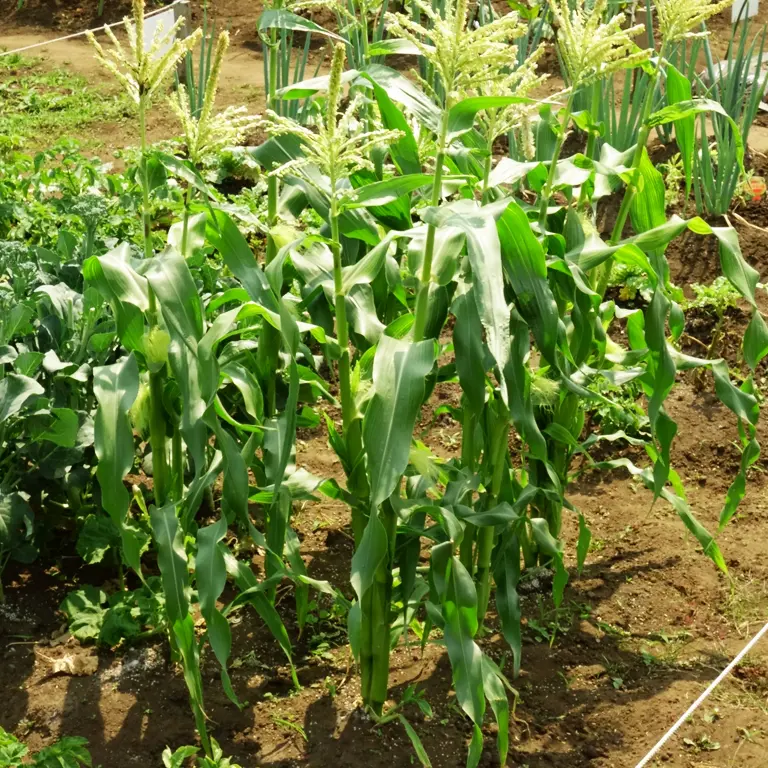 Le maïs doux doit être planté serré pour pouvoir se polliniser lui-même tout seul Le maïs doux doit être planté serré pour pouvoir se polliniser lui-même tout seul