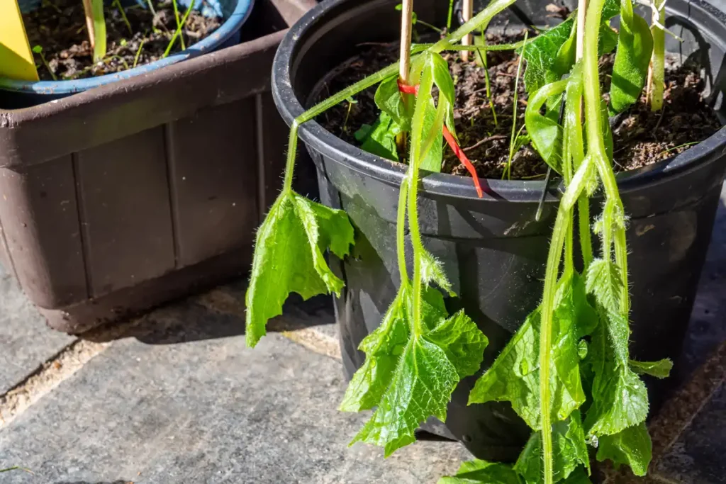 conséquences du gel dans une serre de jardin