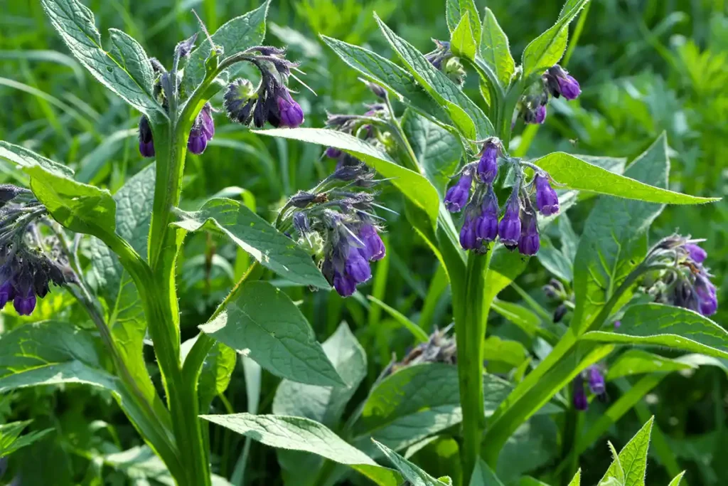 Consoude officinale en fleur