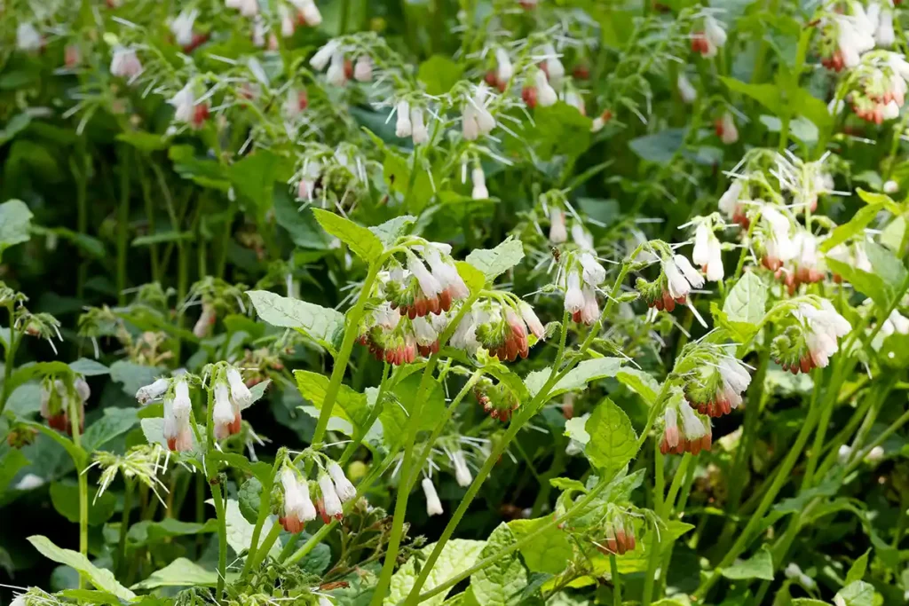 La Consoude à grandes fleurs