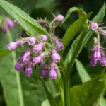 La consoude, super alliée du potager