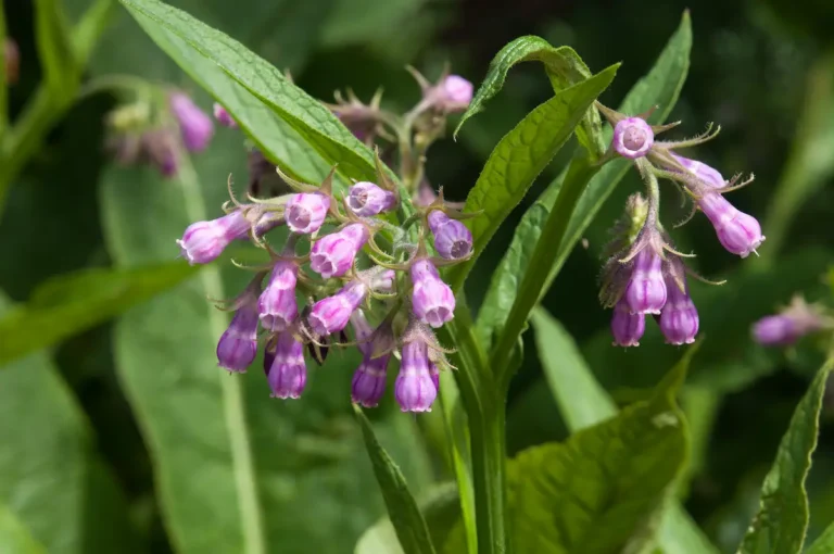 la consoude alliée du potager