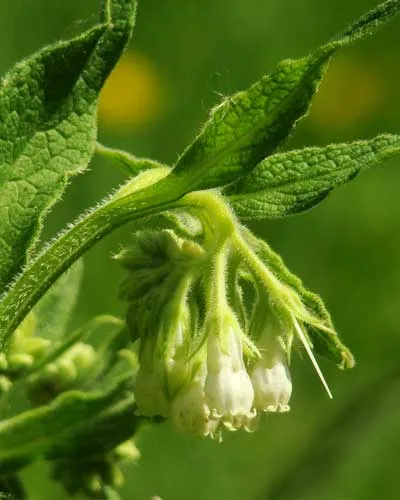 consoude engrais pour tomate