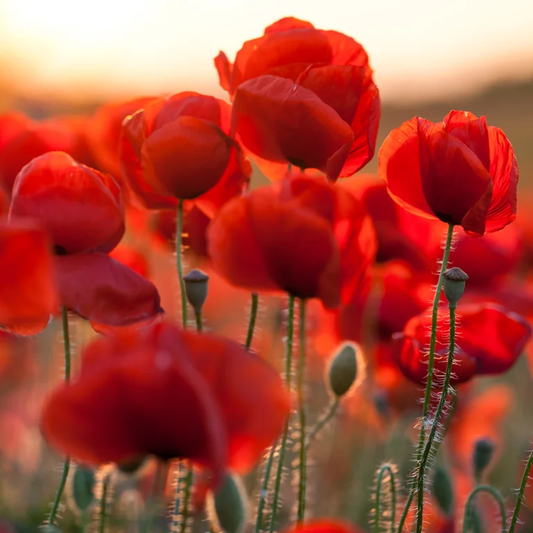 Coquelicots dans un champ au mois de juin