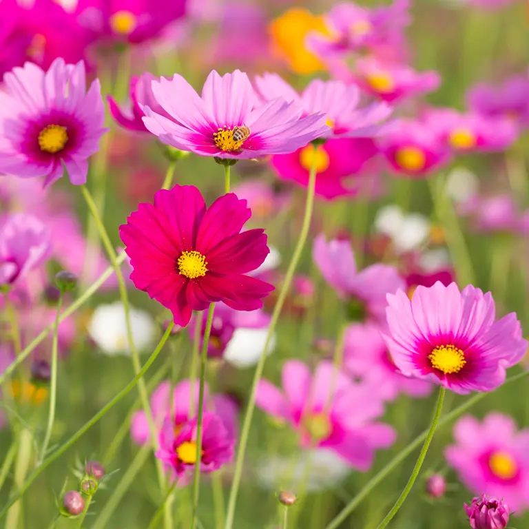 Fleurs de cosmos dans un massif en juillet