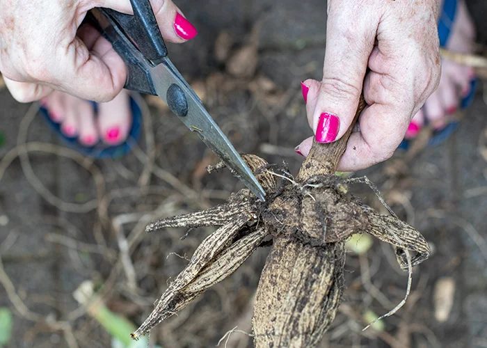 coupe rhizomes plante tropicale