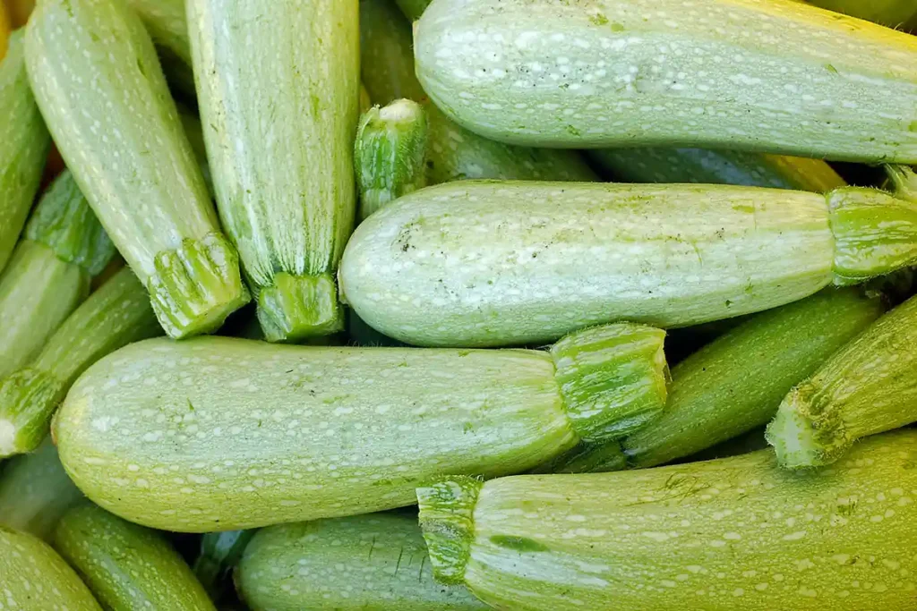 Courgette de variété adrielle