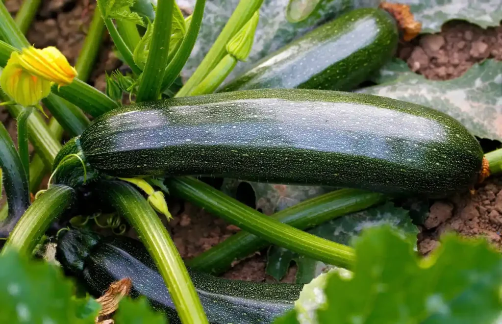 Courgette prête à être récoltée