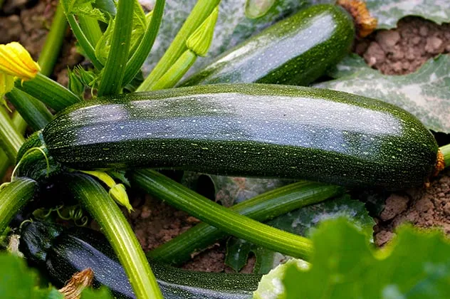 courgette sous serre juillet