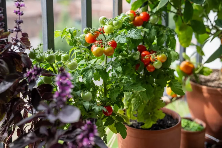 Créer un potager sur un balcon (guide du jardinage urbain) - France Serres
