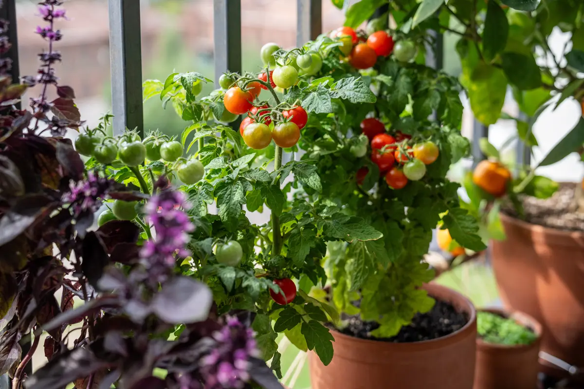 Comment créer un potager sur un balcon