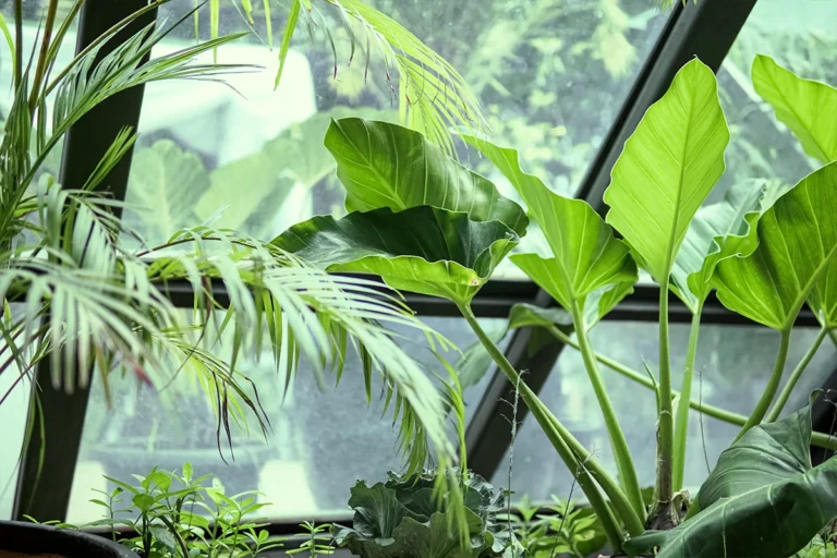 Réussir la culture de plantes tropicales sous serre - France Serres