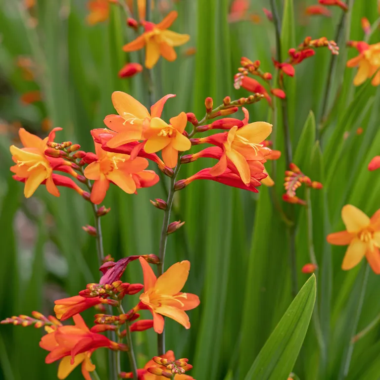 Fleurs de crocosmia en août