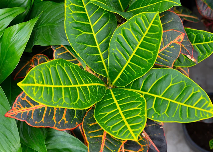 Croton : variété de plante tropicale