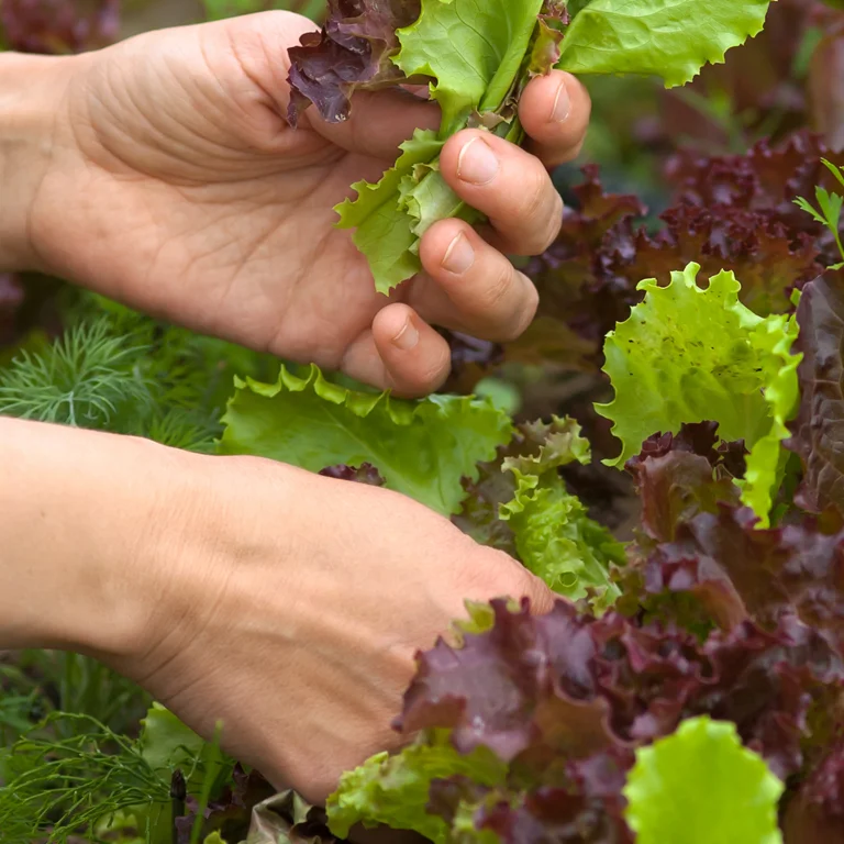 Cueillez les feuilles de salade en commençant par l'extérieur pour en profiter tout l'été Cueillez les feuilles de salade en commençant par l'extérieur pour en profiter tout l'été