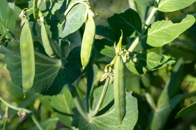 cultiver des légumineuses sous serre de jardin