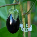 Culture des aubergines sous serre