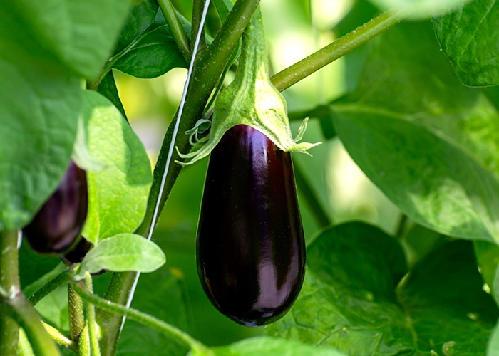 culture des aubergines sous serre