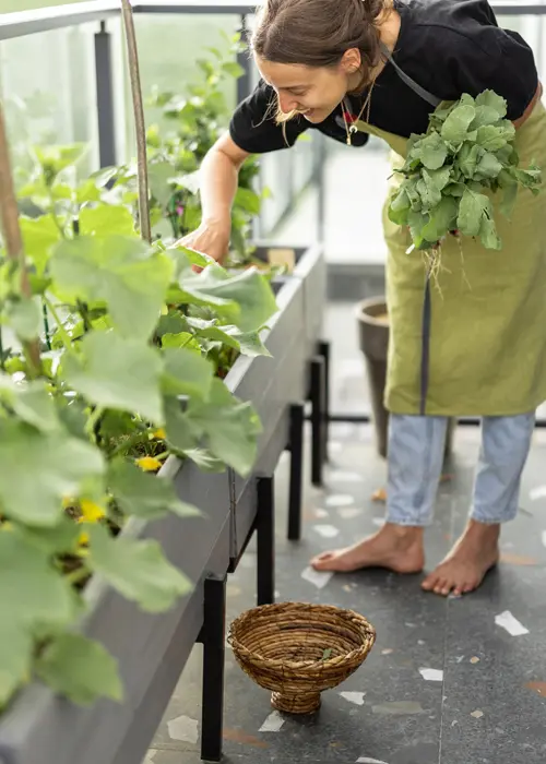 Les bacs surélevés permettent de cultiver confortablement hors-sol sur petites surfaces