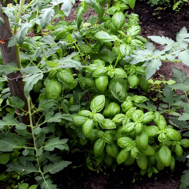Pensez à associer le basilic avec des pieds de tomates, ce sont d'excellents compagnons Pensez à associer le basilic avec des pieds de tomates, ce sont d'excellents compagnons