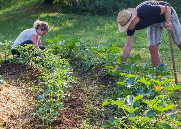 buttes de culture potager en terre