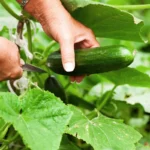 Culture du concombre sous serre de jardin