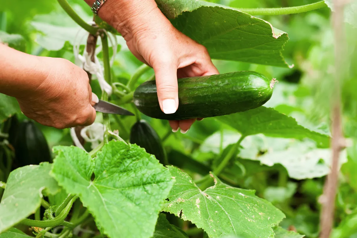 Comment cultiver les concombres jaunes au jardin ?