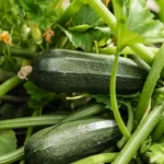 Culture de la courgette