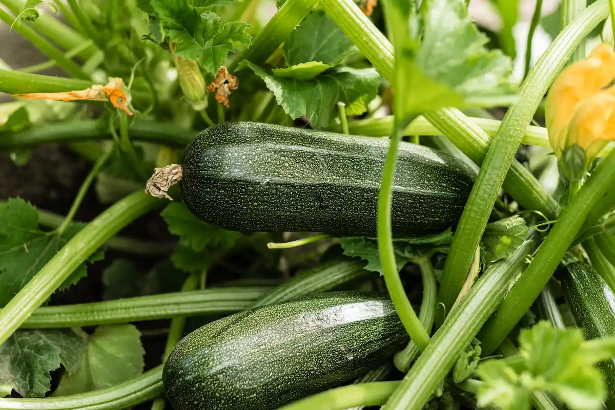 Culture de la courgette