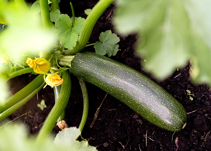 culture des courgettes sous serre