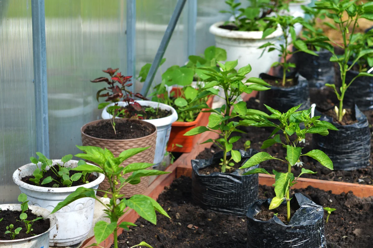 Pots et contenants de jardinage