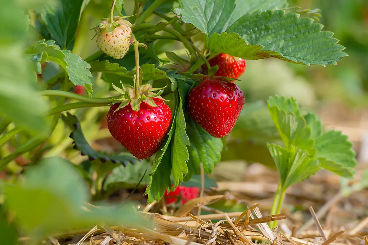 La variété Charlotte est un fraisier remontant